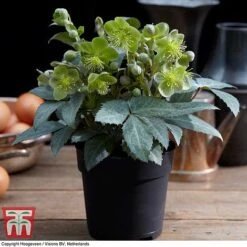 Hellebore 'Silver Dollar' -Garden Plants HELL KB3467 B
