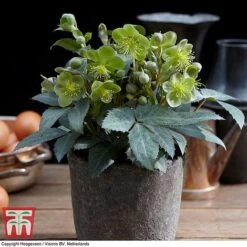 Hellebore 'Silver Dollar' -Garden Plants HELL KB3467 C