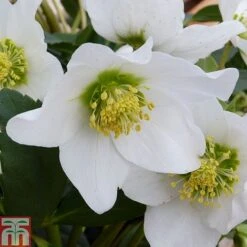 Hellebore Niger Potted Plants -Garden Plants HELL T14192 A1