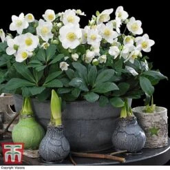 Hellebore 'Christmas Carol' - Gift -Garden Plants HELL WGKB7088 A