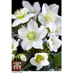 Hellebore 'Christmas Carol' - Gift -Garden Plants HELL WGKB7088 B