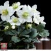 Hellebore 'Christmas Carol' - Gift