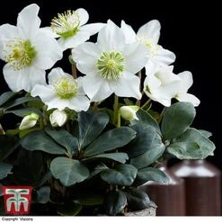 Hellebore 'Christmas Carol' - Gift