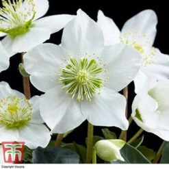 Hellebore 'Christmas Carol' - Gift -Garden Plants HELL WGKB7088 E