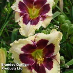 Hemerocallis Fringed Collection -Garden Plants HEME CELEBANGE S413321