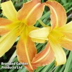 Hemerocallis 'Frans Hals' -Garden Plants HEME FRANSHALS S45011
