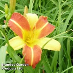 Hemerocallis 'Frans Hals' -Garden Plants HEME FRANSHALS S45012