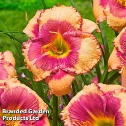 Hemerocallis Fringed Collection -Garden Plants HEME HELLOSCRE S413331