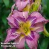 Hemerocallis 'Mildred Mitchell' 1 Hemerocallis 'Mildred Mitchell' -Garden Plants HEME MILDREDMI L41358