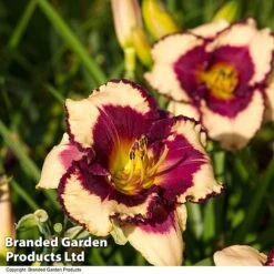 Hemerocallis Fringed Collection -Garden Plants HEME TROPSURPR S413341