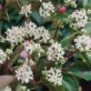 Heptacodium Miconioides