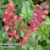 Heuchera 'Bressingham Hybrids' -Garden Plants HEUC KC9110 A