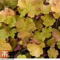 Heuchera 'Caramel' 12 Heuchera 'Caramel' -Garden Plants HEUC T28598 A1