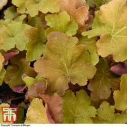 Heuchera 'Caramel' 13 Heuchera 'Caramel' -Garden Plants HEUC T28599 A1