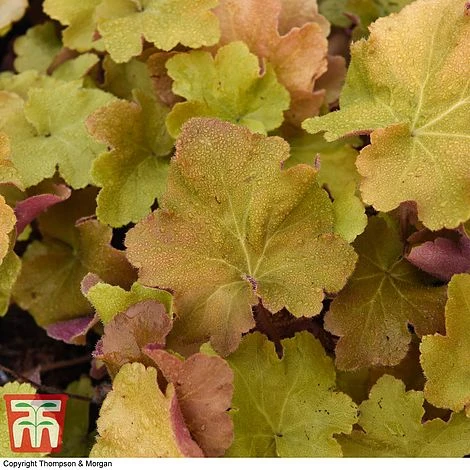 Heuchera 'Caramel' 8 Heuchera 'Caramel' - Image 6