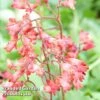 Heuchera Firefly -Garden Plants HEUC FIREFLY KA5547