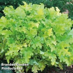 Heuchera 'Lime Marmalade' -Garden Plants HEUC LIMEMARMA S40251