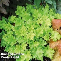 Heuchera 'Lime Marmalade' -Garden Plants HEUC LIMEMARMA S40252