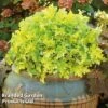 Heuchera 'Lime Marmalade' -Garden Plants HEUC LIMEMARMA S40253