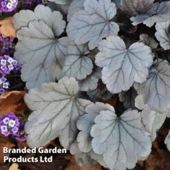 Heuchera 'Silver Gumdrop' -Garden Plants HEUC SILVERGUM S43674