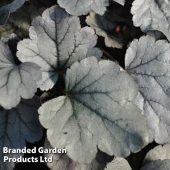 Heuchera 'Silver Gumdrop' -Garden Plants HEUC SILVERGUM S43675