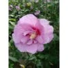 Hibiscus Syriacus 'Lavender Chiffon' -Garden Plants HIBI T67943 A h