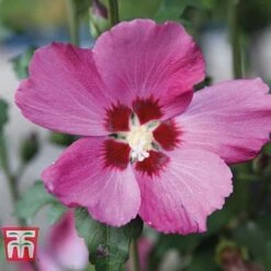 Hibiscus Syriacus 'Woodbridge' -Garden Plants HIBI T67967 A