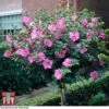 Hibiscus Syriacus 'Woodbridge' -Garden Plants HIBI T67967 C