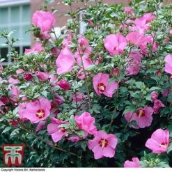 Hibiscus Syriacus 'Woodbridge' -Garden Plants HIBI T67967 D