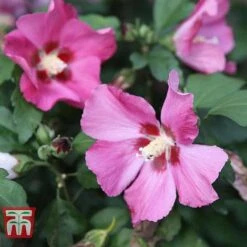 Hibiscus Syriacus 'Woodbridge' -Garden Plants HIBI T67967 E