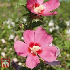 Hibiscus Syriacus 'Woodbridge' -Garden Plants HIBI T67967 F