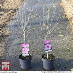 Hibiscus Syriacus 'Woodbridge' -Garden Plants HIBI T67967 H