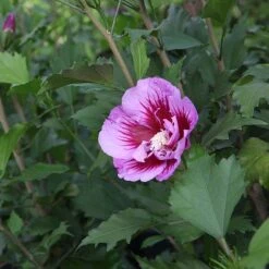 Hibiscus Syriacus 'Purple Pillar' -Garden Plants HIBI T73966 B h