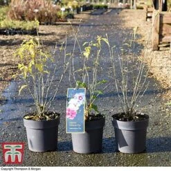 Hibiscus 'Tricolour' -Garden Plants HIBI WKB6757 A