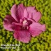 Hibiscus 'Flower Tower Ruby' -Garden Plants HIBI FTOWERRUB H43879