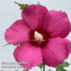 Hibiscus 'Flower Tower Collection' -Garden Plants HIBI FTOWERRUB H438801