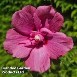 Hibiscus 'Flower Tower Ruby' -Garden Plants HIBI FTOWERRUB H43881