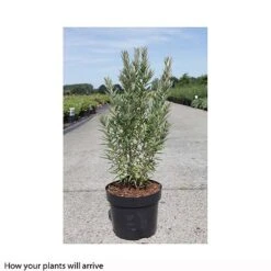 Hippophae Rhamnoides 'Hikul' -Garden Plants HIPP T66225 A h