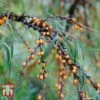 Hippophae Rhamnoides 'Leikora' -Garden Plants HIPP T66226 B