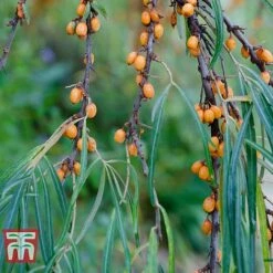 Hippophae Rhamnoides 'Leikora' -Garden Plants HIPP T66226 C