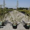 Hippophae Rhamnoides 'Pollmix' -Garden Plants HIPP POLLMIX S45785