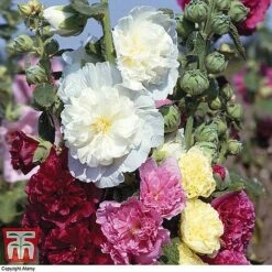Bare Root Perennial Collection -Garden Plants HOLL 10542 A1