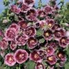 Hollyhock 'Creme De Cassis' -Garden Plants HOLL T64238 A h
