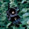 Hollyhock 'Nigra' 2 Hollyhock 'Nigra' -Garden Plants HOLL T64240 A h