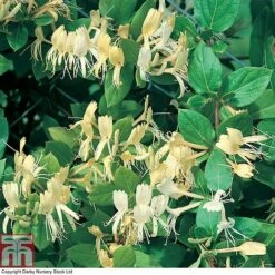 Honeysuckle 'Halliana' -Garden Plants HONE T80311 A