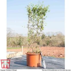 Honeysuckle 'Halliana' - Trellis -Garden Plants HONE WKB9249 F