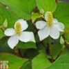 Houttuynia Cordata -Garden Plants HOUT T47817 A