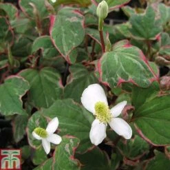Houttuynia Cordata 'Boo-boo' (Marginal Aquatic)