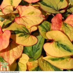 Houttuynia Cordata 'Flame' 19 Houttuynia Cordata 'Flame' -Garden Plants HOUT T80293 A