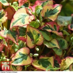 Houttuynia Cordata 'Flame' 13 Houttuynia Cordata 'Flame' -Garden Plants HOUT T80293 D